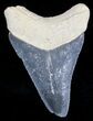 Serrated Bone Valley Megalodon Tooth #18467-1